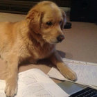 studybuddy thumbnail