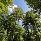 leafonatree thumbnail