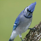 Bluejay thumbnail