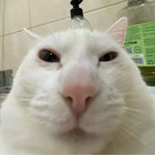 Luke thumbnail