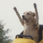 NDOG thumbnail
