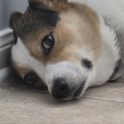 Linh thumbnail