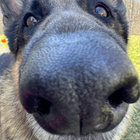 gee_shepherd thumbnail