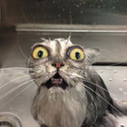 Rufus thumbnail