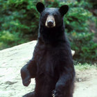 BearsAreCool thumbnail