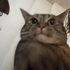 ghiney thumbnail