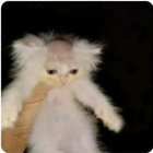 munchycats thumbnail