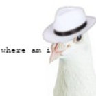 pigeon_person thumbnail