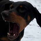 Sage thumbnail