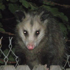 digitaldidelphis thumbnail