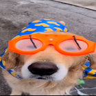 westervs thumbnail