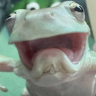 friendlyspy thumbnail