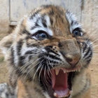 Blucat thumbnail