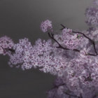 1kroses thumbnail