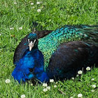 scarletpeacock thumbnail