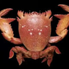 Evil Crab  thumbnail
