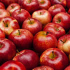 lord_of_all_apples thumbnail