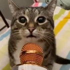 Fatnip thumbnail