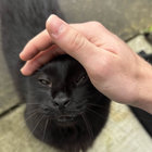 krisvers thumbnail