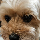 katilangille thumbnail