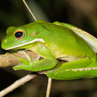 The Floating Frog thumbnail