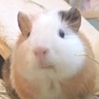 Genosec thumbnail