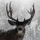 deerfella thumbnail