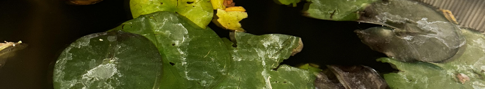 Lord Nikon — Photo