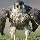 falconpastry thumbnail