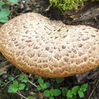 iforest thumbnail