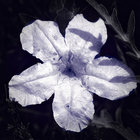 ruellia thumbnail
