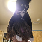 willharveyfox thumbnail