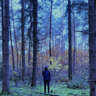 walnood thumbnail