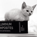 Hausmann thumbnail