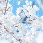 Frost Era | ARForest