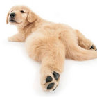 oscarpup thumbnail