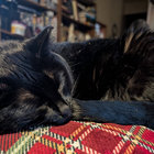 tartdarling thumbnail