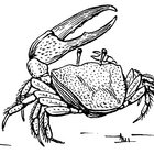 fiddlecrabhumperdink thumbnail