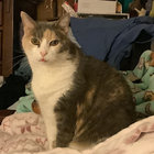 cats-and-chocolate thumbnail