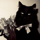 BlackCats thumbnail