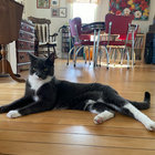 Oliver thumbnail
