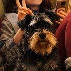 PiterPete thumbnail