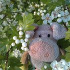 sullivan_mcpig thumbnail