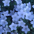 fleurith thumbnail