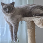 atsunny thumbnail
