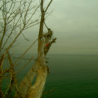 II (2022 Remaster) | The Sonora Pine