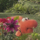 Blurkreeft thumbnail