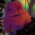 Couss thumbnail