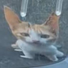 Wet_baguette thumbnail