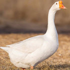 goose girl thumbnail